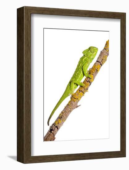 Common Chameleon (Chameleo Chameleo) on Branch, Huelva, Andalucia, Spain, April 2009-Benvie-Framed Photographic Print