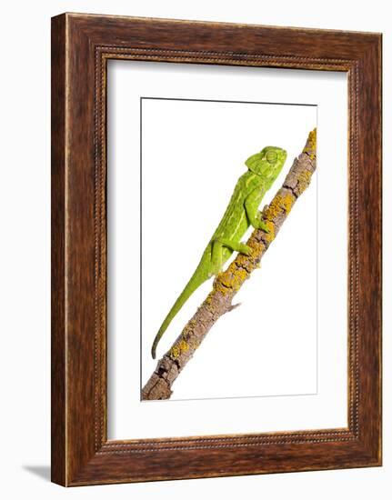 Common Chameleon (Chameleo Chameleo) on Branch, Huelva, Andalucia, Spain, April 2009-Benvie-Framed Photographic Print