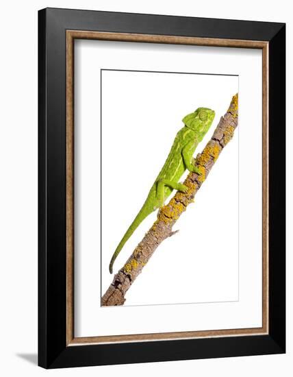 Common Chameleon (Chameleo Chameleo) on Branch, Huelva, Andalucia, Spain, April 2009-Benvie-Framed Photographic Print