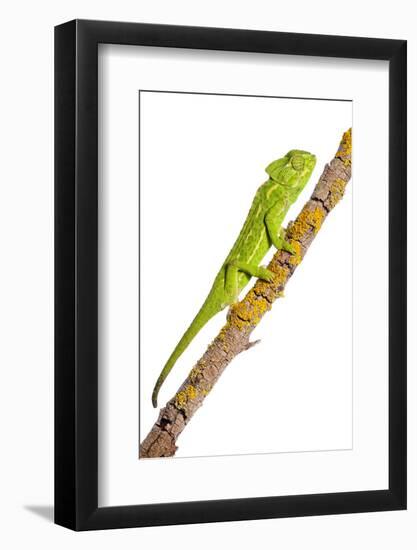 Common Chameleon (Chameleo Chameleo) on Branch, Huelva, Andalucia, Spain, April 2009-Benvie-Framed Photographic Print