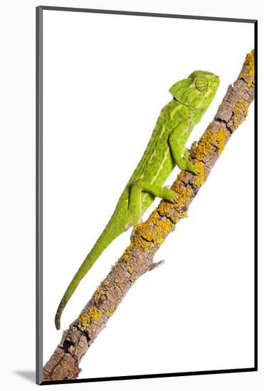 Common Chameleon (Chameleo Chameleo) on Branch, Huelva, Andalucia, Spain, April 2009-Benvie-Mounted Photographic Print