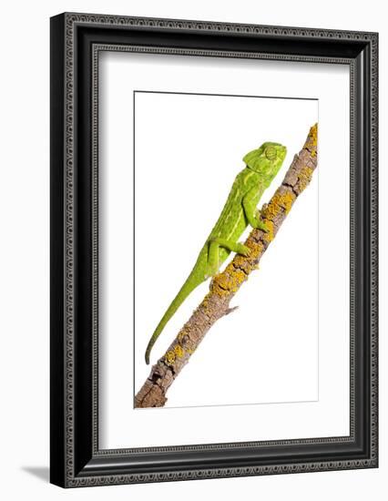 Common Chameleon (Chameleo Chameleo) on Branch, Huelva, Andalucia, Spain, April 2009-Benvie-Framed Photographic Print