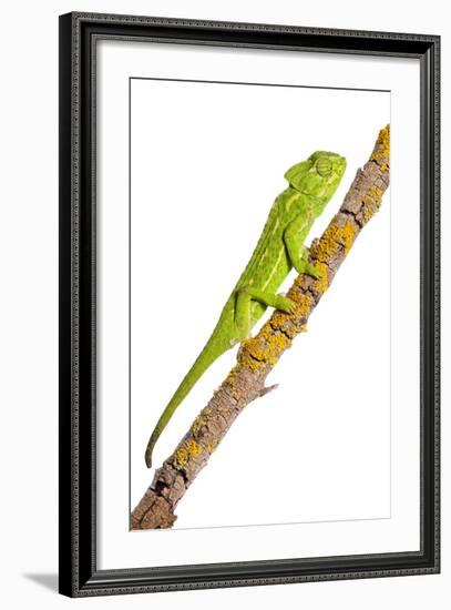 Common Chameleon (Chameleo Chameleo) on Branch, Huelva, Andalucia, Spain, April 2009-Benvie-Framed Photographic Print