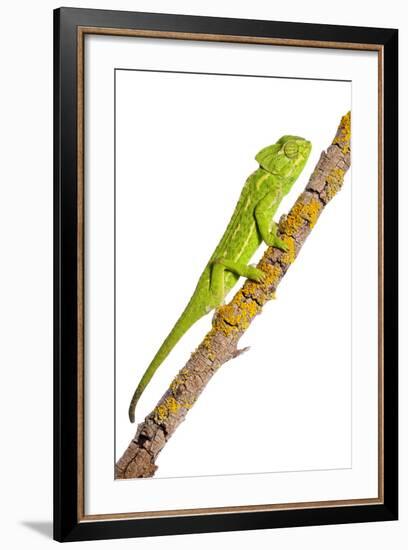 Common Chameleon (Chameleo Chameleo) on Branch, Huelva, Andalucia, Spain, April 2009-Benvie-Framed Photographic Print