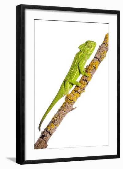 Common Chameleon (Chameleo Chameleo) on Branch, Huelva, Andalucia, Spain, April 2009-Benvie-Framed Photographic Print