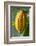 Common Cocoa-Jim Engelbrecht-Framed Photographic Print