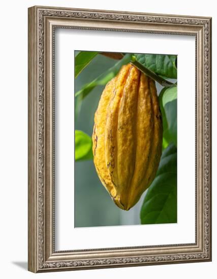 Common Cocoa-Jim Engelbrecht-Framed Photographic Print