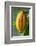 Common Cocoa-Jim Engelbrecht-Framed Photographic Print