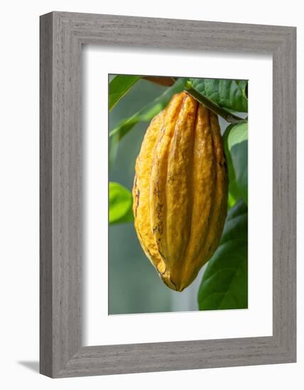 Common Cocoa-Jim Engelbrecht-Framed Photographic Print