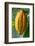 Common Cocoa-Jim Engelbrecht-Framed Photographic Print