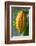 Common Cocoa-Jim Engelbrecht-Framed Photographic Print