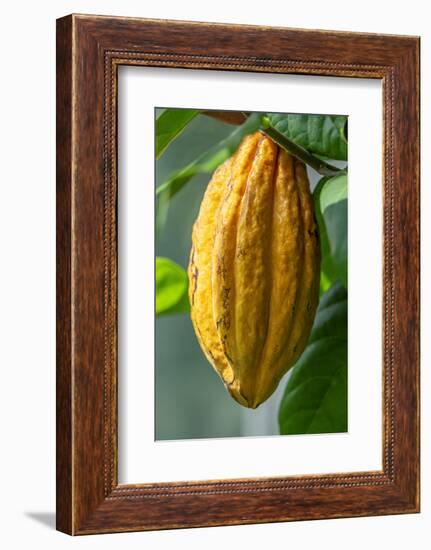 Common Cocoa-Jim Engelbrecht-Framed Photographic Print