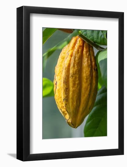 Common Cocoa-Jim Engelbrecht-Framed Photographic Print