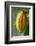 Common Cocoa-Jim Engelbrecht-Framed Photographic Print