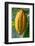 Common Cocoa-Jim Engelbrecht-Framed Photographic Print