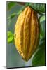 Common Cocoa-Jim Engelbrecht-Mounted Photographic Print