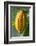 Common Cocoa-Jim Engelbrecht-Framed Photographic Print