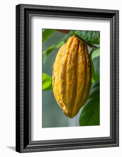 Common Cocoa-Jim Engelbrecht-Framed Photographic Print