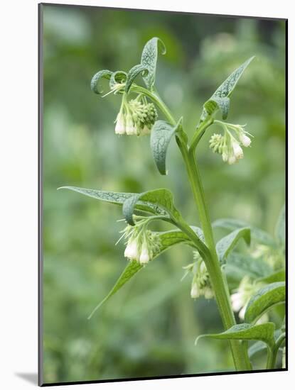 Common Comfrey (Symphytum Officinale)-Adrian Bicker-Mounted Photographic Print