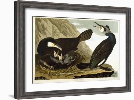 Common Cormorant, 1835-John James Audubon-Framed Giclee Print