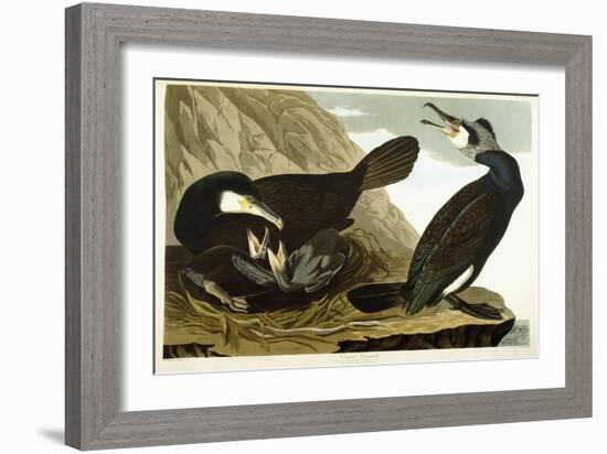 Common Cormorant, 1835-John James Audubon-Framed Giclee Print