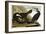 Common Cormorant, 1835-John James Audubon-Framed Giclee Print