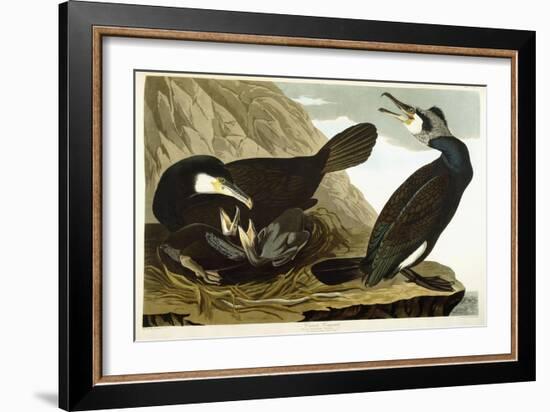 Common Cormorant, 1835-John James Audubon-Framed Giclee Print
