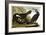 Common Cormorant, 1835-John James Audubon-Framed Giclee Print