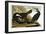 Common Cormorant, 1835-John James Audubon-Framed Giclee Print