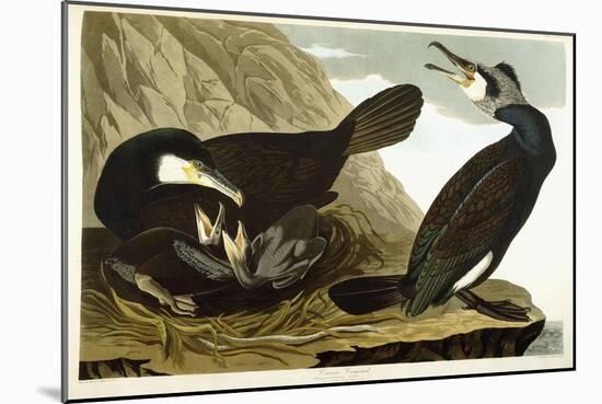 Common Cormorant, 1835-John James Audubon-Mounted Giclee Print