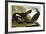 Common Cormorant, 1835-John James Audubon-Framed Giclee Print