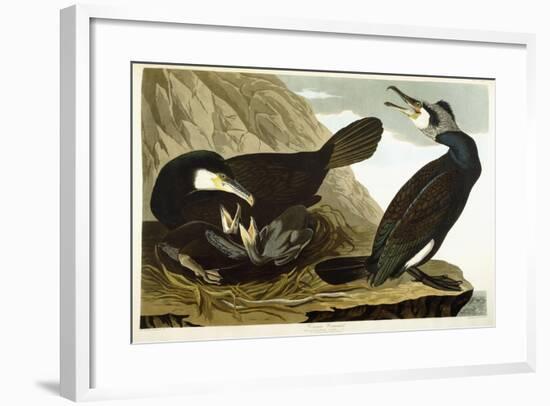 Common Cormorant, 1835-John James Audubon-Framed Giclee Print