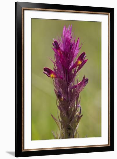 common cow-wheat, Melampyrum arvense-Dietmar Najak-Framed Photographic Print