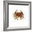 Common Crab-Kevin Curtis-Framed Premium Photographic Print