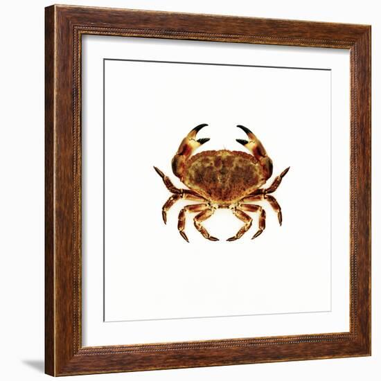 Common Crab-Kevin Curtis-Framed Premium Photographic Print