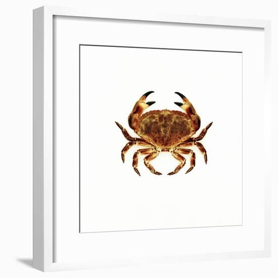 Common Crab-Kevin Curtis-Framed Premium Photographic Print