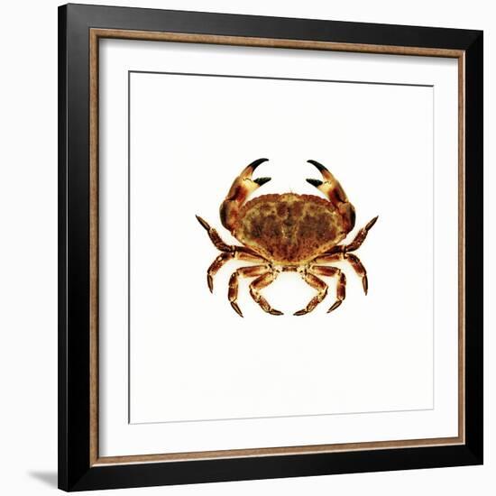 Common Crab-Kevin Curtis-Framed Premium Photographic Print