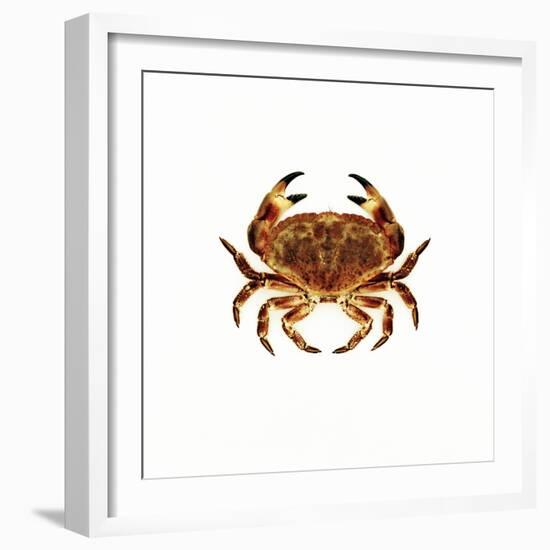 Common Crab-Kevin Curtis-Framed Premium Photographic Print