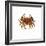 Common Crab-Kevin Curtis-Framed Premium Photographic Print