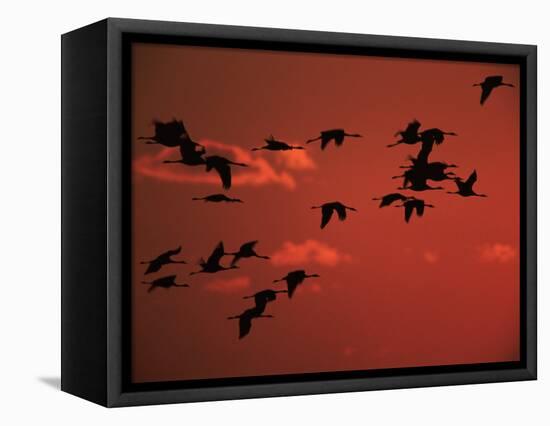 Common Crane, Flock Flying, Silhouettes at Sunset, Pusztaszer, Hungary-Bence Mate-Framed Premier Image Canvas