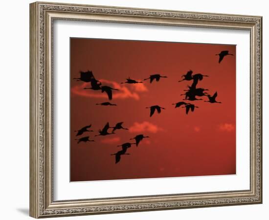 Common Crane, Flock Flying, Silhouettes at Sunset, Pusztaszer, Hungary-Bence Mate-Framed Photographic Print