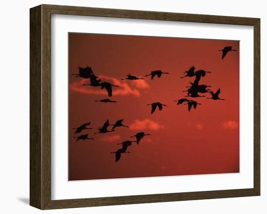 Common Crane, Flock Flying, Silhouettes at Sunset, Pusztaszer, Hungary-Bence Mate-Framed Photographic Print