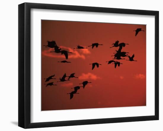Common Crane, Flock Flying, Silhouettes at Sunset, Pusztaszer, Hungary-Bence Mate-Framed Photographic Print