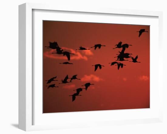 Common Crane, Flock Flying, Silhouettes at Sunset, Pusztaszer, Hungary-Bence Mate-Framed Photographic Print