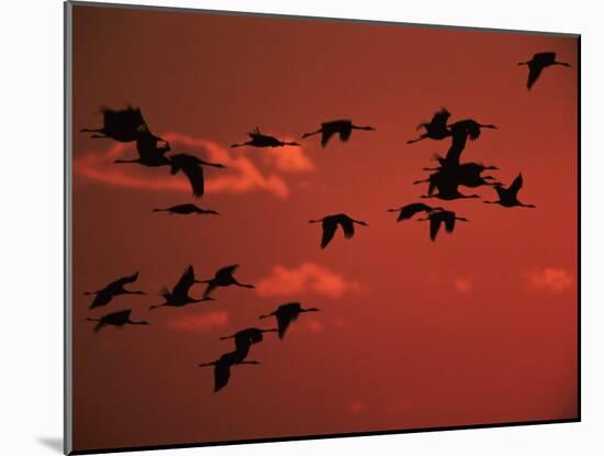 Common Crane, Flock Flying, Silhouettes at Sunset, Pusztaszer, Hungary-Bence Mate-Mounted Photographic Print