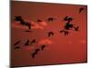 Common Crane, Flock Flying, Silhouettes at Sunset, Pusztaszer, Hungary-Bence Mate-Mounted Photographic Print