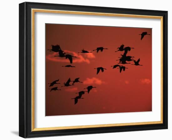 Common Crane, Flock Flying, Silhouettes at Sunset, Pusztaszer, Hungary-Bence Mate-Framed Photographic Print