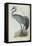 Common Crane, from 'The Birds of Europe' by John Gould, 1837 (Colour Litho)-Edward Lear-Framed Premier Image Canvas