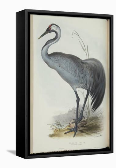 Common Crane, from 'The Birds of Europe' by John Gould, 1837 (Colour Litho)-Edward Lear-Framed Premier Image Canvas