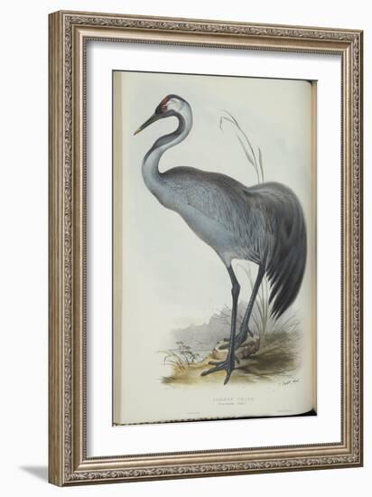 Common Crane, from 'The Birds of Europe' by John Gould, 1837 (Colour Litho)-Edward Lear-Framed Giclee Print